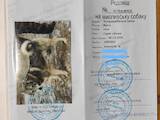 Собаки, щенята Західно-Сибірська лайка, ціна 650 Грн., Фото