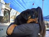 Собаки, щенята Ротвейлер, ціна 30000 Грн., Фото
