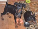 Собаки, щенки Карликовый пинчер, цена 8000 Грн., Фото