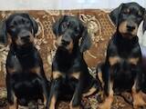 Собаки, щенки Доберман, цена 30000 Грн., Фото