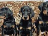 Собаки, щенята Доберман, ціна 30000 Грн., Фото