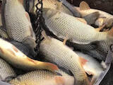 Рибне господарство Риба жива, мальки, ціна 40 Грн., Фото