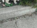 Собаки, щенята Ньюфаундленд, ціна 9900 Грн., Фото