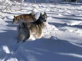 Собаки, щенки Восточно-Сибирская лайка, цена 100 Грн., Фото