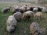 Тваринництво,  Сільгосп тварини Барани, вівці, ціна 50 Грн., Фото