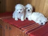 Собаки, щенята Мальтійська болонка, ціна 12000 Грн., Фото