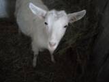 Тваринництво,  Сільгосп тварини Кози, ціна 3600 Грн., Фото