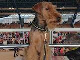 Собаки, щенята Жорсткошерстий фокстер'єр, ціна 10000 Грн., Фото