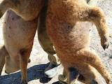 Животноводство,  Сельхоз животные Свиньи, цена 2500 Грн., Фото