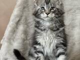 Кішки, кошенята Мейн-кун, ціна 40000 Грн., Фото