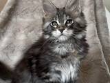 Кошки, котята Мэйн-кун, цена 40000 Грн., Фото