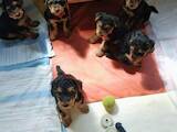Собаки, щенята Вельштер'єр, ціна 10000 Грн., Фото
