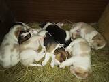 Собаки, щенки Эстонская гончая, цена 3800 Грн., Фото