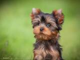 Собаки, щенки Йоркширский терьер, цена 25000 Грн., Фото
