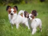 Собаки, щенята Папільон, ціна 15000 Грн., Фото