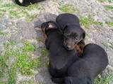 Собаки, щенята Ягдтер'єр, ціна 1500 Грн., Фото