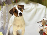 Собаки, щенки Джек Рассел терьер, цена 40000 Грн., Фото