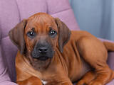 Собаки, щенки Родезийский риджбек, цена 70000 Грн., Фото