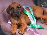 Собаки, щенки Родезийский риджбек, цена 70000 Грн., Фото