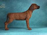 Собаки, щенки Родезийский риджбек, цена 70000 Грн., Фото
