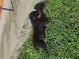 Собаки, щенки Ягдтерьер, цена 2000 Грн., Фото
