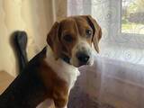 Собаки, щенки Бигль, цена 1000 Грн., Фото