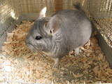 Гризуни Шиншили, ціна 350 Грн., Фото