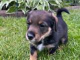 Собаки, щенки Ягдтерьер, цена 10 Грн., Фото