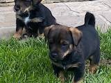 Собаки, щенки Ягдтерьер, цена 10 Грн., Фото