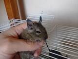 Грызуны Дегу, цена 10 Грн., Фото