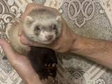 Животные Фретки, хорьки, цена 4000 Грн., Фото