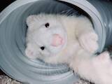 Животные Фретки, хорьки, цена 5000 Грн., Фото
