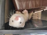 Животные Фретки, хорьки, цена 5000 Грн., Фото