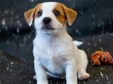 Собаки, щенки Джек Рассел терьер, цена 37600 Грн., Фото
