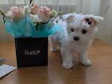 Собаки, щенки Мальтийская болонка, цена 18000 Грн., Фото