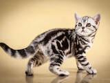 Кошки, котята Американская короткошерстная, цена 40000 Грн., Фото