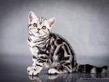 Кошки, котята Американская короткошерстная, цена 40000 Грн., Фото