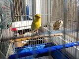 Папуги й птахи Канарки, ціна 1000 Грн., Фото
