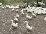 Птицеводство Утки, цена 60 Грн., Фото