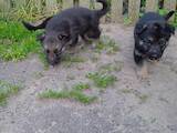 Собаки, щенки Немецкая овчарка, цена 6000 Грн., Фото