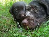 Собаки, щенята Німецька жорсткошерста лягава, ціна 3000 Грн., Фото