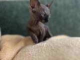 Кошки, котята Канадский сфинкс, цена 7000 Грн., Фото
