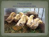 Птицеводство Куры, цена 25 Грн., Фото