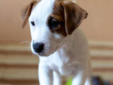 Собаки, щенки Джек Рассел терьер, цена 23500 Грн., Фото