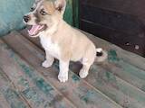 Собаки, щенки Западно-Сибирская лайка, цена 150 Грн., Фото