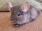 Грызуны Шиншиллы, цена 900 Грн., Фото
