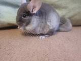 Грызуны Шиншиллы, цена 900 Грн., Фото