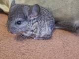 Грызуны Шиншиллы, цена 900 Грн., Фото