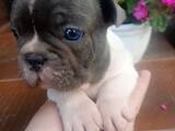 Собаки, щенки Французский бульдог, цена 10000 Грн., Фото