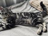 Кошки, котята Американская жесткошерстная, цена 4000 Грн., Фото